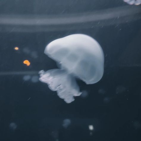 Jellyfish Pfp Aesthetic, Jellyfishes Aesthetic, Moon Jellyfish Aesthetic, Jellyfish Core, Jellyfish Pfp, Pretty Jellyfish, Widget Inspiration, Jellyfish Icon, Jellyfish Cut