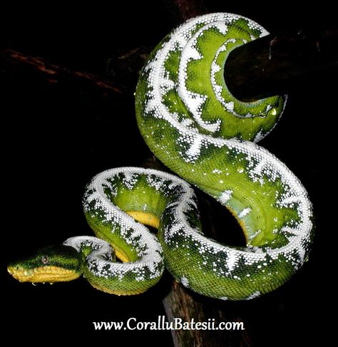 Amazon Basin Emerald Tree Boa Emerald Tree Boa, Pet Snakes, Super Snake, Cool Creatures, Pet Snake, Wolf Girl, Green Dragon, Vivarium, Pretty Animals