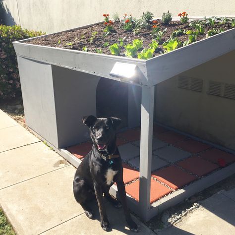 Green-roof dog house with rooftop garden! Green Roof Dog House, Dog House With Rooftop Deck, Pet House Outdoor, Dog Run Connected To House, Garden Dog House, Concrete Dog House, Cute Dog Houses Outdoor, Outdoor Dog House Diy, Doghouse Diy Outdoor