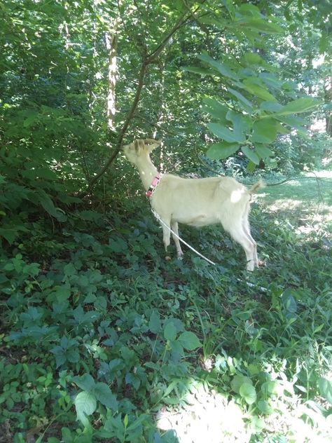 Goat Ideas, Milk Goats, Goat Pen, Dairy Goats, A Goat, Green Pasture, Way To Go, Small Trees, Pet Health