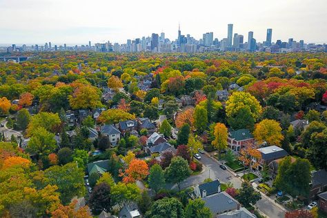 Toronto's low-income and racialized communities have fewer trees: U of T researchers Hart House, Campus Map, Urban Forest, Regents Park, University Life, University Of Toronto, Low Income, American Cities, Green Space