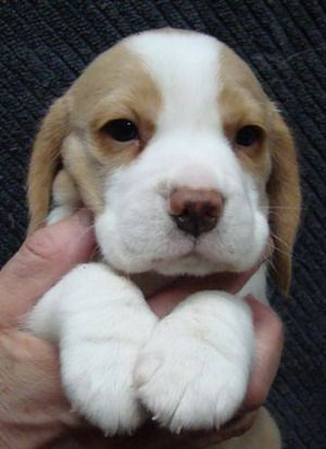 baby lemon beagle Lemon Beagle Puppy, White Beagle, Lemon Beagle, Baby Beagle, Pocket Beagle, Cute Beagles, Beagle Puppy, Dog Breeder, Beagle Dog