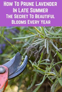 Phenomenal Lavender Plants, Lavender Pruning, Lavender Plant Care, How To Propagate Lavender, Pruning Plants, Ideas Terraza, Aesthetic Gardening, Gardener Aesthetic, Spiritual Garden