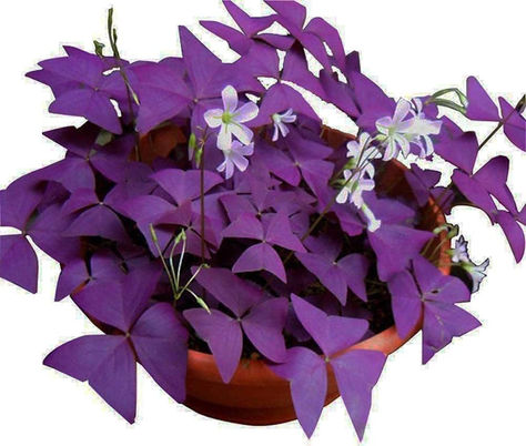 Oxalis Triangularis 10 Bulbs - Purple Shamrocks Lucky Lovely Flowers Bulbs Grows Indoor or Outdoor Purple Shamrock, Oxalis Triangularis, Bulb Flowers, Lawn Garden, Outdoor Patio, House Plants, Lawn, Patio, Purple