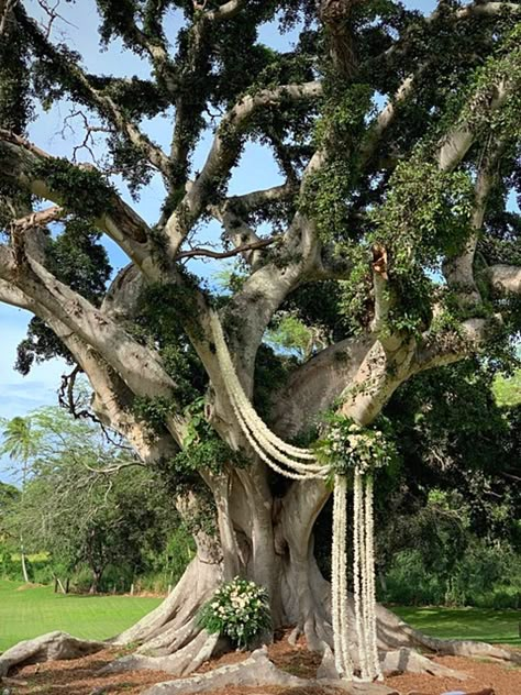 Ribbon In Trees Wedding, Big Tree Wedding Ceremony, Olive Tree Wedding Ceremony, Garden Birthday Theme, Bride Vows, Wedding Archways, Wet Wedding, Tree Wedding Ceremony, Buddhist Wedding