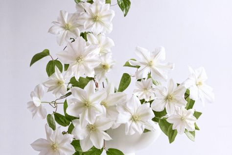 Marginpar’s Sneak Preview Shows the Wonderful Clematis Amazing Sevilla - Thursd White Clematis, Flower School, Floral Trends, Flower Food, Flower Lover, Large Flowers, Garden Styles, Clematis, Summer Flowers