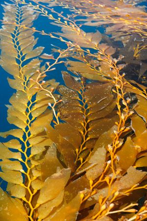 Brown Algae, Underwater Plants, Marine Algae, Sea Plants, Kelp Forest, Underwater Life, Sea Art, Brown Colour, Ocean Creatures