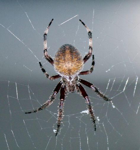 Orb Weaver, Orb Weaver Spider, Spider Pictures, Spider Drawing, Brown Rings, Cross Patterns, Weaving Patterns, Pictures To Paint, Sloth