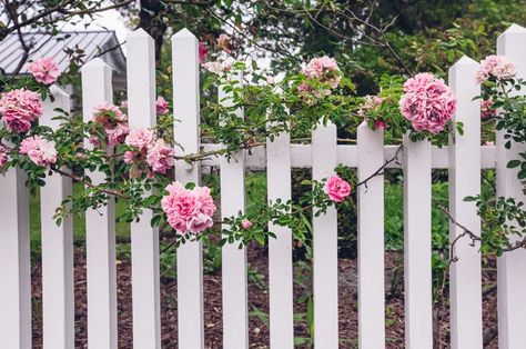 15 Best Plants For Fence Lines Rose Fence, Fence Plants, Fountain Grass, Cottage Garden Plants, Best Plants, White Picket Fence, Shrub Roses, Rose Of Sharon, Creative Gardening