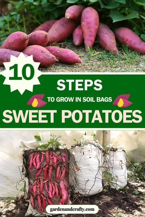 10 Simple Steps to Grow Sweet Potatoes in Soil Bags Successfully Sweet Potatoes Growing, Growing Sweet Potatoes In Grow Bags, Grow Sweet Potatoes, Pistachio Tree, Sweet Potato Slips, Mason Jar Herb Garden, Lasagna Gardening, Growing Sweet Potatoes, Garden Hacks Diy