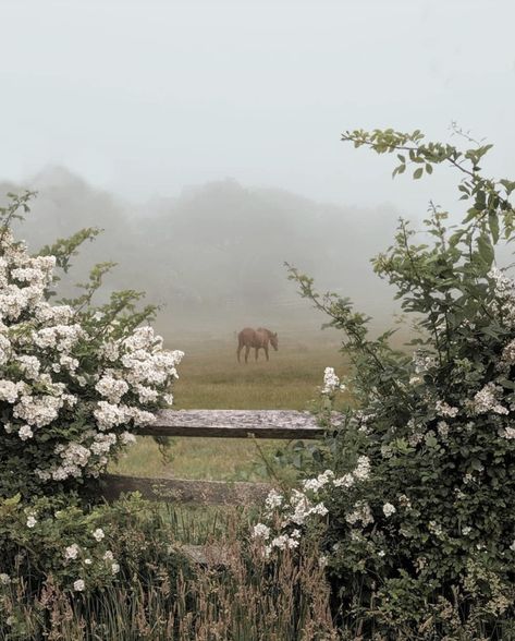 Victoria Magazine, A Horse, In Nature, In The Middle, The Middle, Matter, Magazine, Flowers, On Instagram