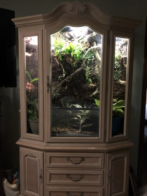 China Cabinet Plant Terrarium, Snake Set Up Ideas, Snake Tank Decor Ideas, Dresser Terrarium, Large Snake Enclosure, Reptile Room Aesthetic, Snake Terrarium, Snake Enclosure, Frog Tank