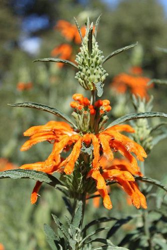 Lion's Tail - Wild Dagga Dragons Tail Plant, Fox Tail Plant, Lion's Tail Plant, Wild Dagga, Lions Tail, Leucadendron Safari Sunset, Dry Mouth, Plant Medicine, Edible Wild Plants