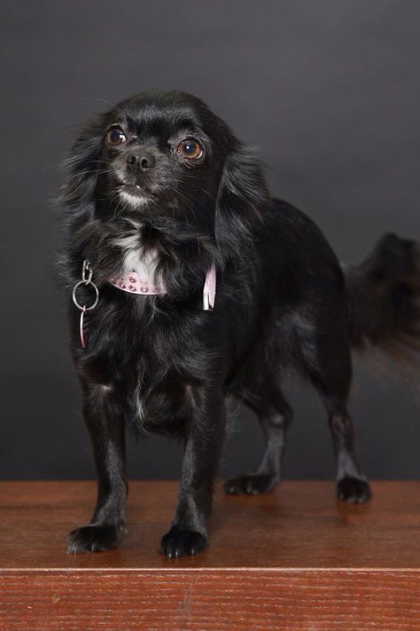 Chihuahua Photoshoot, Applehead Chihuahua, Black Chihuahua, He And She, First Pet, Dog Anatomy, Shelter Dog, Dogs Are The Best, Look Alikes