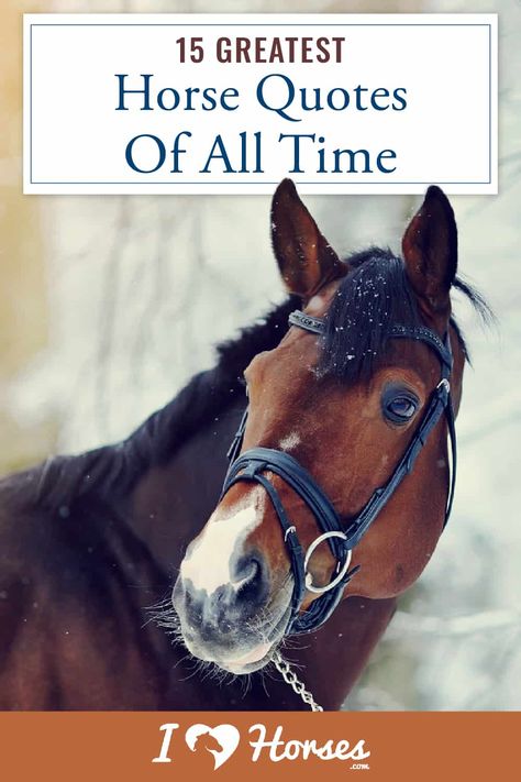 15 Greatest Horse Quotes Of All Time Equestrian Quotes Inspirational, Horse Show Quotes, Quotes About Horses, Horse Love Quotes, Equestrian Humor, Equine Quotes, Horse Memes, Horse Quotes Funny