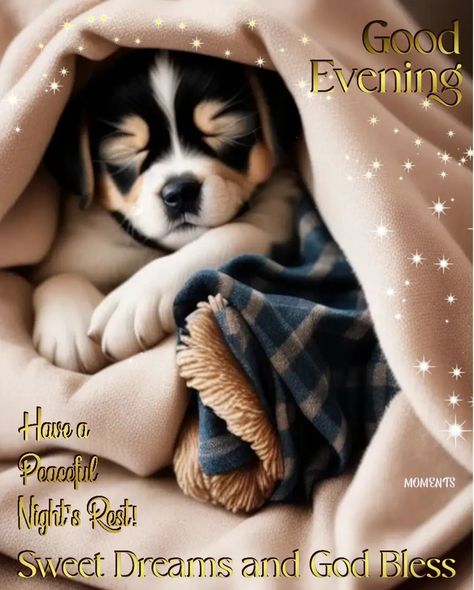 Have a peaceful night's rest. evening good evening morning nights days good evening wishes evening picture quotes good evening messages evening quotes for 2024 Rest Pictures, Good Evening Messages, Sleepy Puppy, Good Evening Wishes, Evening Pictures, Perfect Pictures, Evening Quotes, Friends Pictures, Good Night Funny