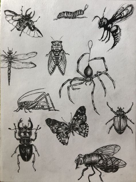 Bugs Drawing Aesthetic, Bug Drawings Aesthetic, Flying Bug Tattoo, Flying Bugs Drawing, A Fly Drawing, Bug Sketches Drawing, Tattoo Ideas Bugs, Bugs Tattoo Insects, Cool Bug Tattoos