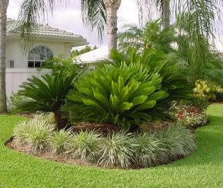 Greens Aesthetics, Farmhouse Gardens, Ideas For Front Yard, Cycas Revoluta, Coastal Plants, Palm Trees Landscaping, Florida Landscape, Tropical Landscape Design, Florida Landscaping