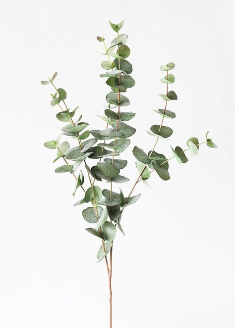 Eucalyptus Photography, Png Plants, Mary Flowers, Eucalyptus Decor, Spiral Eucalyptus, Living Room Layouts, Rectangle Living Room, Eucalyptus Plant, Circle Arch