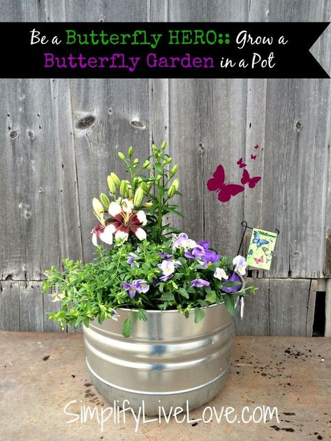 Small Butterfly Garden Ideas, Butterfly Plants In Pots, Grow Butterflies, Butterfly Habitat, Hummingbird Garden, Bee Garden, Pollinator Garden, Small Space Gardening, Dundee