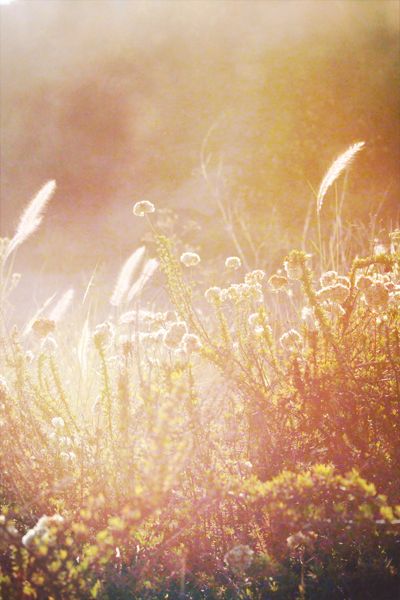 A Field Journal Social Pictures, Golden Meadow, Beach Drive, Summer Haze, Field Journal, Fall Pics, State Of Being, Fields Of Gold, Fall Beauty