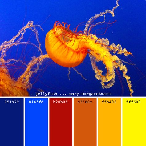 jellyfish ... mary-margaretmarx #color #colors #colour #colours #colorpalette #colorpalettes #palette #palettes #paintpalette #paintpalettes #creatingcolor #colorful #designinspiration #colorinspiration #colordesign #beinspired #hexcode #jellyfish #fish #sea #ocean #blue #orange #mmarx #marymargaretmarx Colouring Palette, Color Scenes, Blue Color Pallet, Yellow Palette, Pantone Colour Palettes, Orange Color Palettes, Fish Sea, Blue Colour Palette, Color Palette Design