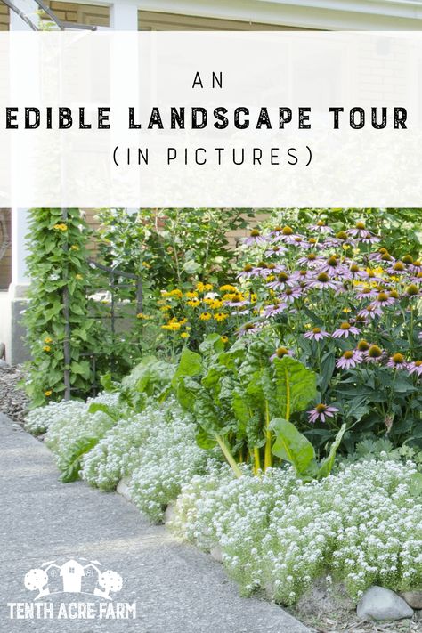 Edible landscaping is an art. It is a two-way balance of both enhancing a landscape with colorful edibles, and utilizing that same conventional landscape as camouflage for other edibles. Take a virtual tour of an edible landscape, where edibles were mixed into the landscape for a softer, gentler approach to edible gardening that can be approved of by neighbors. Edible Flower Garden, Food Forest Garden, Edible Landscape, Edible Gardening, Potager Garden, Permaculture Gardening, Thriving Garden, Edible Landscaping, Landscape Plans