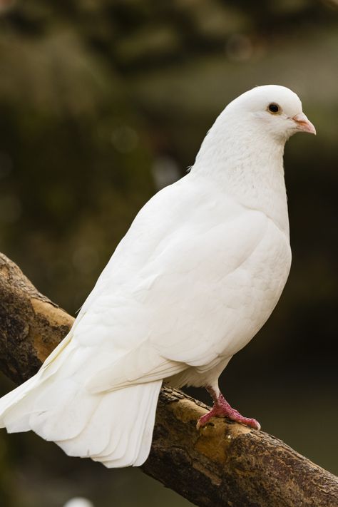 5 Spiritual Meanings of White Dove Pictures Of Doves, Beautiful Dove Images, Dove Picture, Pigeon White, Colors Activities, Dove Drawing, Dove Images, White Pigeon, Pigeon Breeds