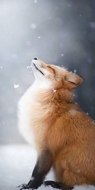 Fox Sitting, The Snow, The Sky, Cute Animals, Fox, Animals, White, Art