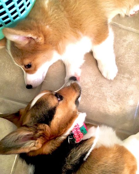 Corgi Loaf, Hammy And Olivia, Hammy And Olivia Corgi, Corgi Cross Breed, Queen Elizabeth With Corgi, Corgi Fairy, Cute Corgi, Baby Brother, Big Sister