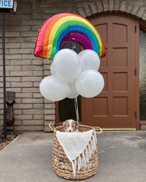 Puppy In A Basket, Puppy Present Surprise, Dog Surprise Gift Ideas, Surprise Puppy Ideas, Surprise Puppy Reveal, Puppy Surprise Ideas, Puppy Gift Surprise, Basket Balloon, Puppy Gift Basket