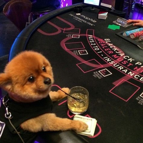 Blowing a few bank rolls at the canine casino  #blackjack #hitme #moneytoblow #cashflow #barking #bankrolls #canine #casino #cards #rich #dog #rdoi #luxury #woof #richdogsofinstagram #doggie #dealer #winnerwinnerchickendinner #getlikeme #gambling #gamblingdogs #vegas Rich Dog, Gambling Machines, Gambling Cake, Gambling Tattoo, Gambling Party, Gambling Quotes, Gambling Humor, Gambling Games, Gambling Gift