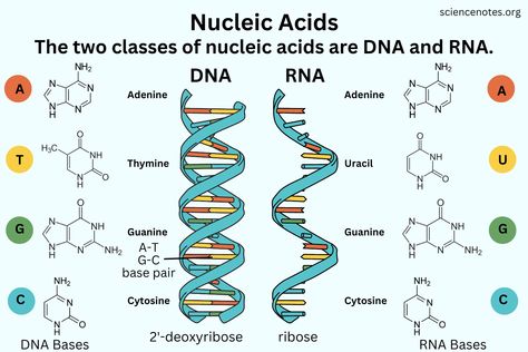 Nucleic Acid Notes, Organic Chemistry Wallpaper, Nucleic Acid Structure, Learn Chemistry, Biochemistry Notes, Structural Formula, Doll Suitcase, Cells Project, Mcat Study