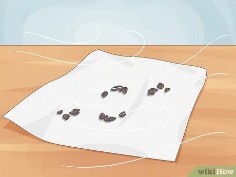 3 Ways to Save Watermelon Seeds for Planting - wikiHow How To Save Watermelon Seeds, Saving Watermelon Seeds, Watermelon Seeds Planting, Fresh Recipes, Watermelon Seeds, Growing Fruit, Replant, Planting Seeds, Ways To Save