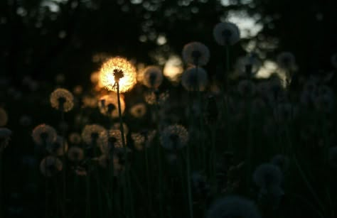 Pretty Photos, Nature Aesthetic, Photography Inspo, My Aesthetic, Aesthetic Pictures, Summer Vibes, Photography Inspiration, Dandelion, Life Is