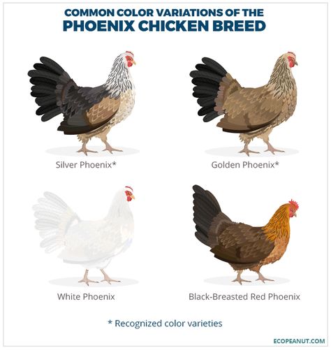 COMMON COLOR VARIATIONS OF THE PHOENIX CHICKEN BREED Phoenix Chicken, Golden Phoenix, Raising Goats, Chicken Cages, Egg Production, Poultry Farm, Chicken Livers, Chicken Breeds, Wildlife Animals