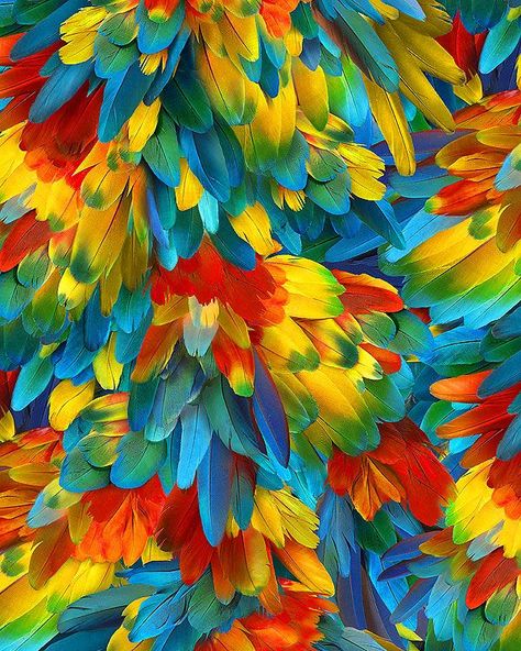 n addition to wild bird and parrot fabrics, I really like feather-designed fabrics: Feather Background, Brazil Culture, Higher Art, Parrot Feather, Brazilian Coffee, Turquoise And Brown, 21 Birthday, Flamingo Bird, Call Of The Wild