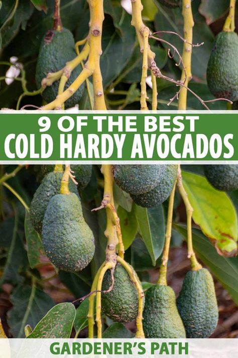 Do you live in a colder climate but still crave the creamy taste of fresh, homegrown avocado? Don't give up hope, as there are cold-tolerant varieties that can withstand freezing temperatures and still thrive. Learn more about cold-hardy avocado cultivars now on Gardener's Path. #avocado #growyourown #gardenerspath Avocado Tree Backyard, Budget Gardening, Avocado Trees, Zone 8b, Philadelphia Street, Homesteading Tips, Kitchen Gardening, Modern Homestead, Growing Trees