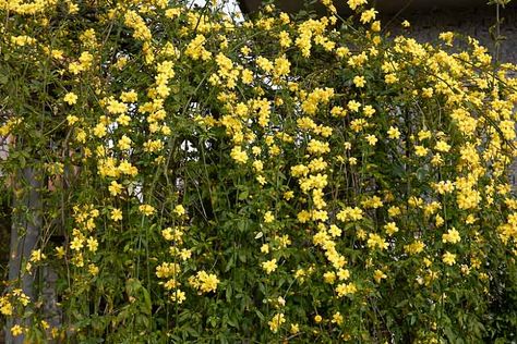 Jasminum mesnyi (Primrose Jasmine) Jasmine Shrub, Jessamine Flower, Yellow Jasmine Flower, Jasminum Nudiflorum, Yellow Jessamine, Jasminum Sambac, Florida Landscaping, Evergreen Garden, Erosion Control