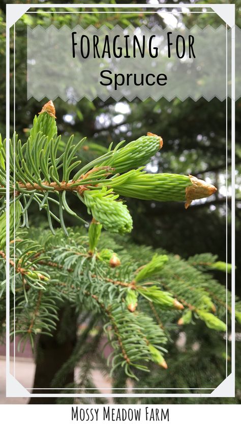 Foraging In Michigan, Foraging Michigan, Dr Seuss Trees, Viking Feast, Fasting Ideas, Medicinal Herbs Remedies, Sustainable Homestead, Spruce Tips, Food Foraging