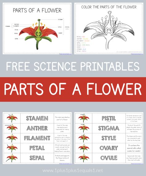 Free Science Printables, Flower Science, Science Printables, Homeschool Science Curriculum, Labeling Activities, Science Earth, Montessori Elementary, Science Learning, Nature School