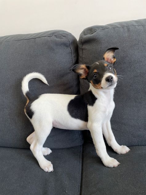 Mini Jack Russell, Fox Terrier Puppy, Jack Russell Mix, Mixed Breed Puppies, Jack Russell Terrier Puppies, Russel Terrier, Puppies And Kitties, Jack Russel, Rat Terriers