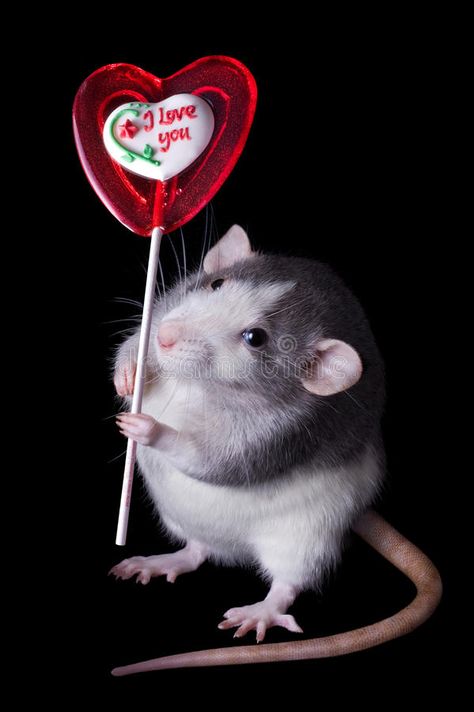 Valentine Lollipop, Retro Valentine Cards, A Rat, Retro Valentines, Horror Music, Movie Genres, Western Movies, Action Adventure, Rats