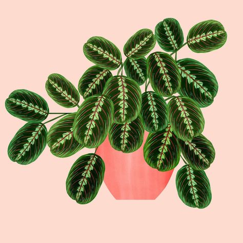 Plant Alphabet, House Plant Art, Houseplant Art, Pot Illustration, Clay Idea, Cactus Illustration, Diy Abstract Canvas Art, Plants Are Friends, Prayer Plant