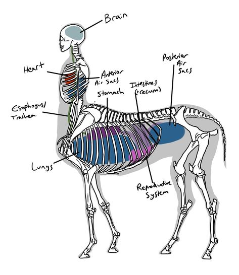 Centaur Poses, Centaur Tutorial, Centaur Base, Centaur Anatomy, Centaur Aesthetic, Dnd Centaur Art, Centaur Poses Reference, Centaur Character Design, Fantasy Anatomy Sketch