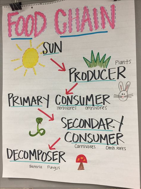 Food Chain Anchor Chart Food Chain Chart, 3rd Grade Science Anchor Charts, Science Charts For Classroom, Food Chain Project, Biology Anchor Charts, Habitats Anchor Chart, Science Anchor Charts 2nd Grade, Food Chain Anchor Chart, 5th Grade Science Anchor Charts