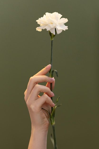 Hand Holding Something, Hand Holding Rose, Hands Holding Flowers, Human Painting, Idee Cricut, Flower Model, Body Art Photography, Hand Photography, Hand Drawing Reference