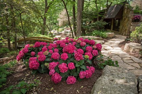 Summer Crush Hydrangea Landscaping, Summer Crush Hydrangea, Partial Shade Flowers, Summer Hydrangea, Hydrangea Shrub, Hydrangea Varieties, Endless Summer Hydrangea, Flowering Bushes, Growing Hydrangeas