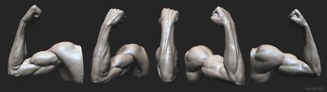 Kyle Hall anatomy study Arm Drawing Reference, Flexed Arm, Arm Anatomy, Arm Drawing, Anatomy Study, Anatomy Reference, Human Anatomy, Drawing Reference, Sculptor