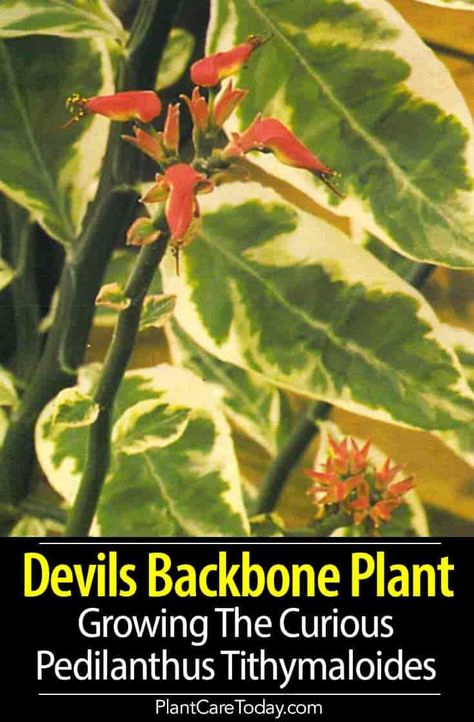 Devils Backbone Plant - Pedilanthus tithymaloides from central America popular because of the stems unusual zig-zag growth habit, easy to grow [DETAILS] #plantcaretoday Devils Backbone, Planting For Kids, Making Plant Pots, Large Flower Pots, Fast Growing Plants, Starting A Garden, Unusual Plants, House Plant Care, Unique Plants